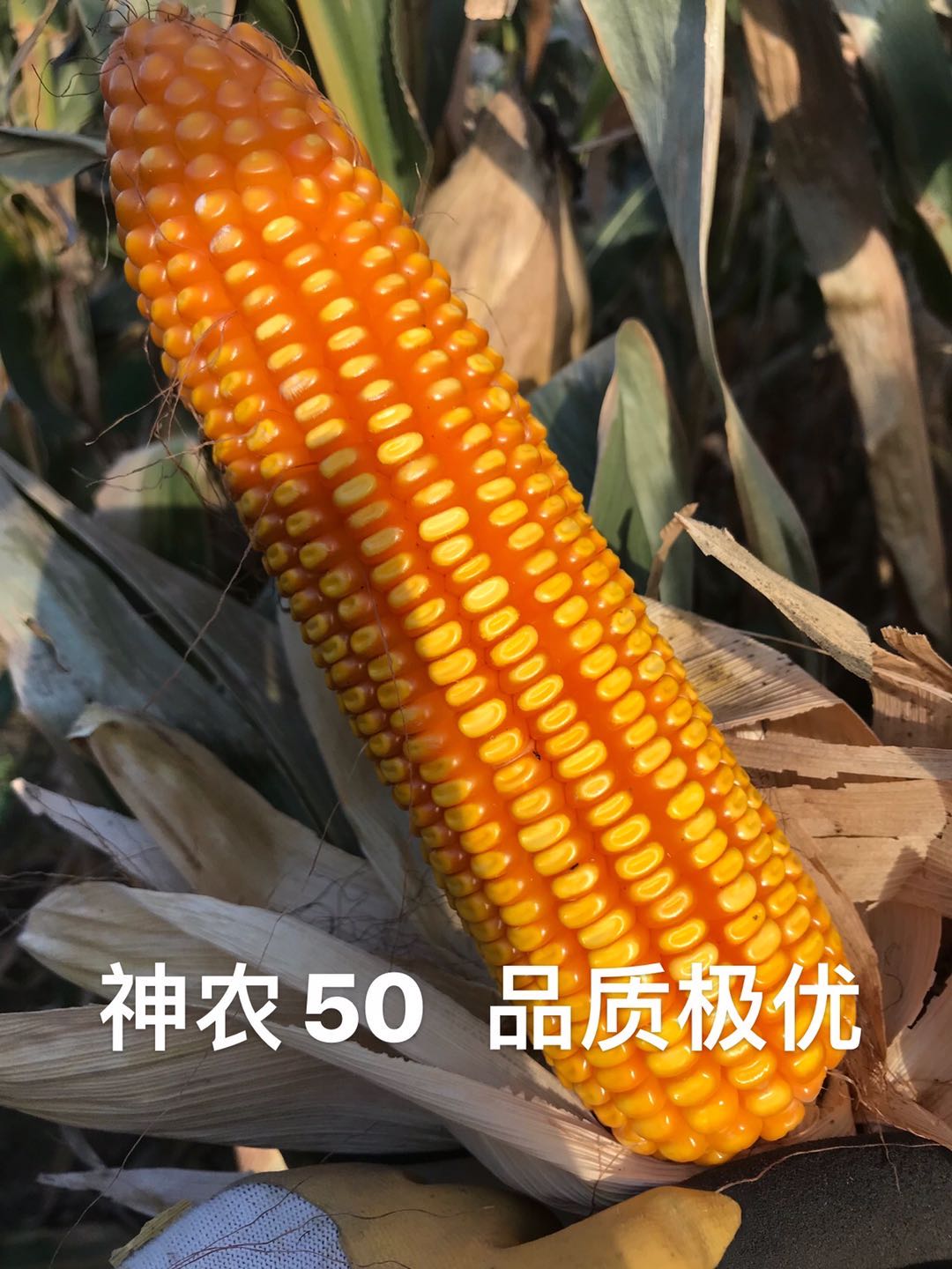 1594865938137804.jpg 1594865938137804.jpg