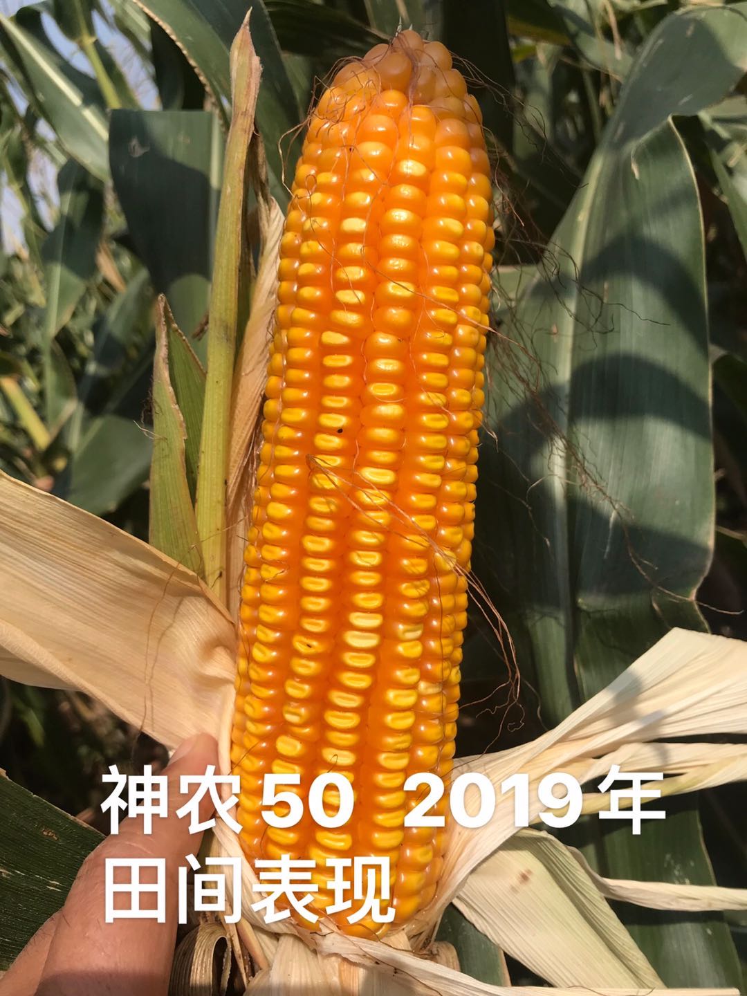 1594865938690617.jpg 1594865938690617.jpg