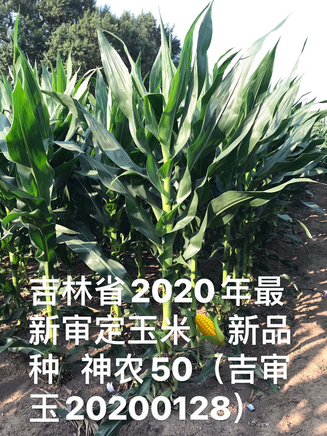 1594865939191362.jpg 1594865939191362.jpg