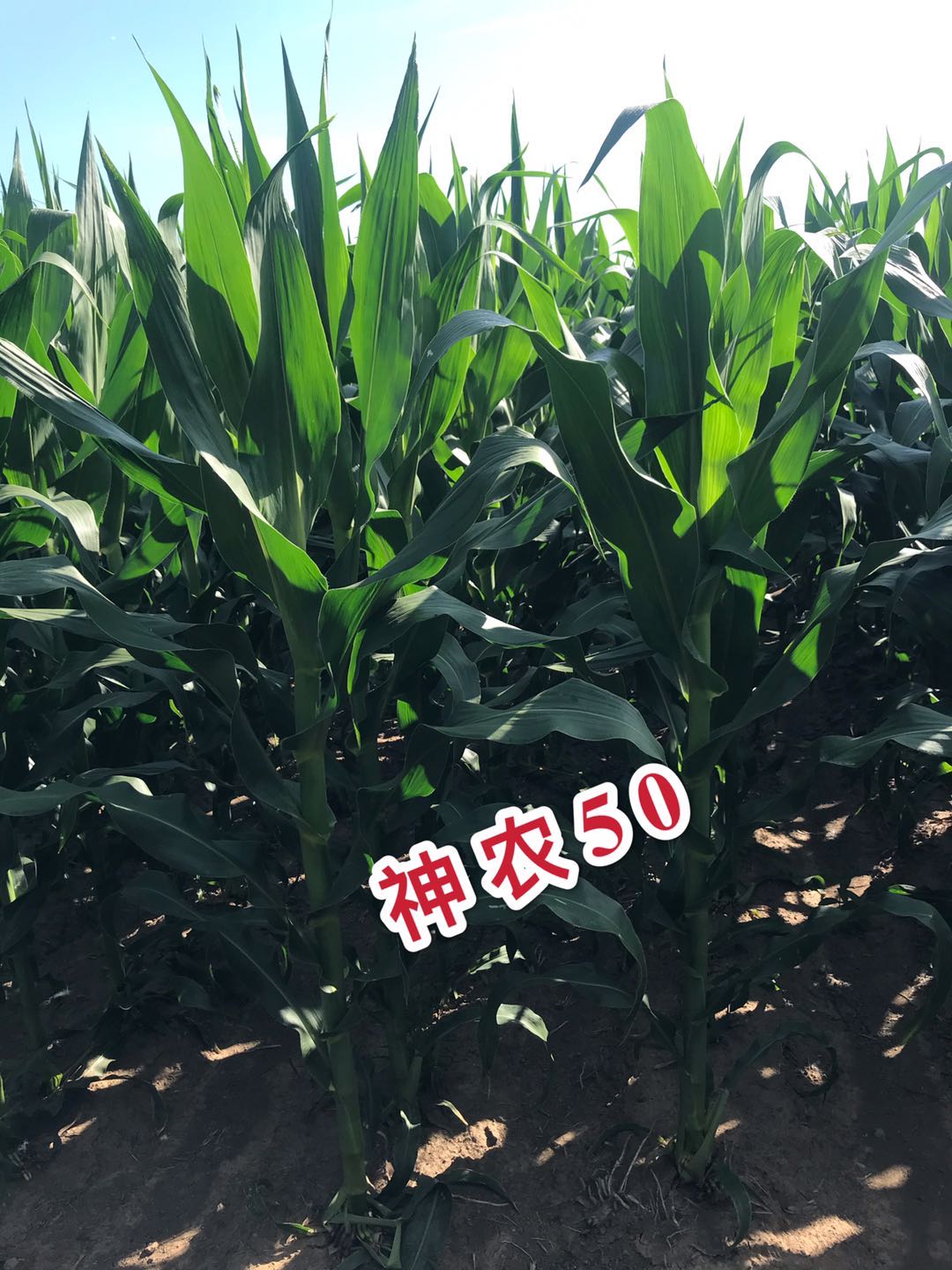 1594865941134809.jpg 1594865941134809.jpg